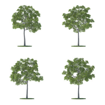 juglans nigra trees collection isolated on white