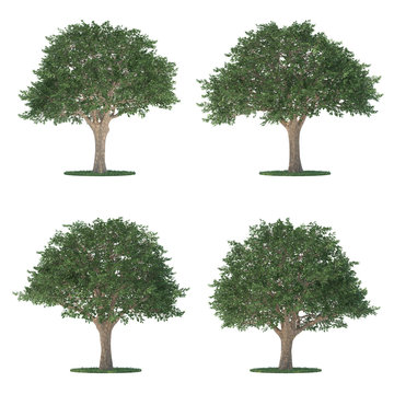 schinus trees collection isolated on white