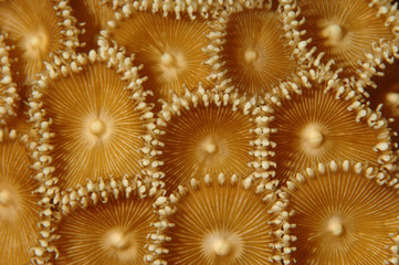 Polyps