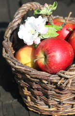 cidre,pomme,jus,bretagne,normandie,tonneau,bouteille