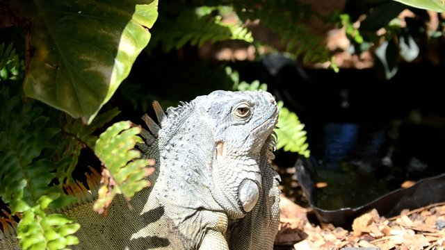 Brauner Leguan