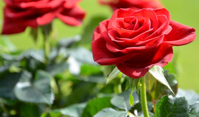 roses ...jardin fleuri