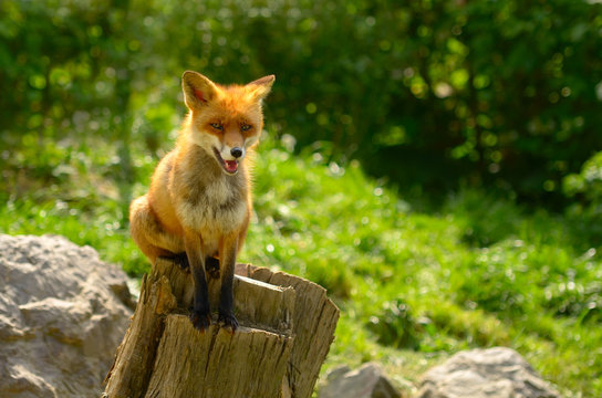 rotfuchs 3