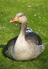 Goose on the grass