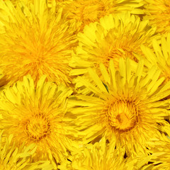 background with dandelions