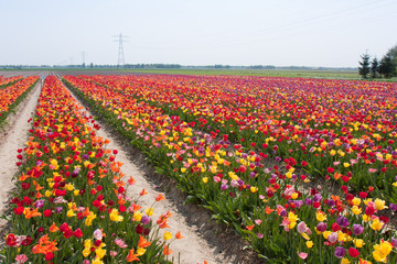 Beautiful colorful tulip field in the netherlands