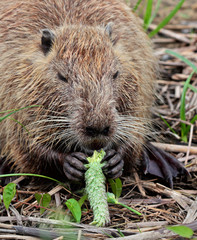 Nutria