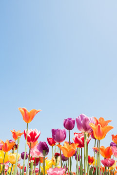 Fototapeta Beautiful coloured flowers with copyspace for text