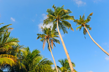 Coco trees against the sky