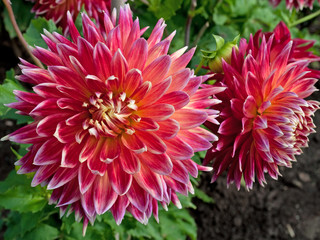 Dahlias