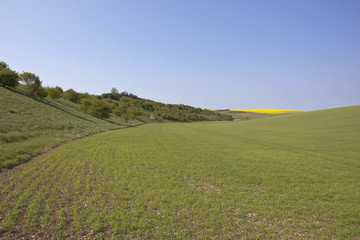 arable landscape