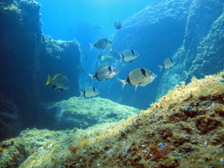 Fototapeta na wymiar Rocky seafloor with seabream fish, Mediterranean sea, Costa Brava, Rosas, Catalonia, Spain