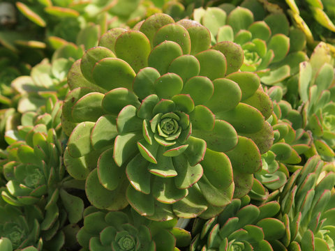 Spiral pattern of a plant unravels
