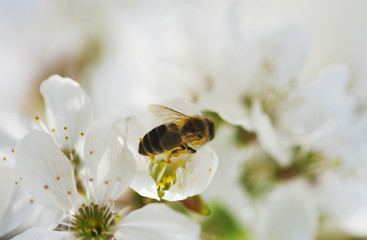 Biene best&auml;uben Kirschbl&uuml;te