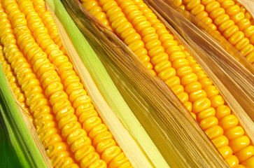 Corn close-up