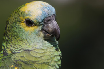 Blaustirnamazone