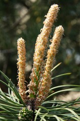 buds of pine at spring