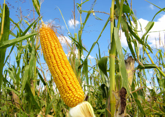 Corn field