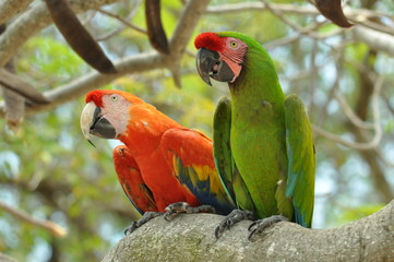 couple of parrots