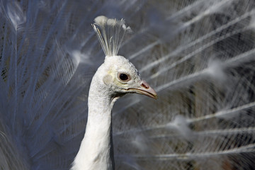 Weisser Pfau