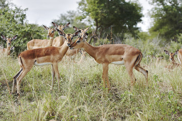Young Impala love