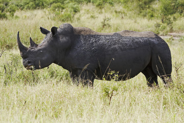Obraz premium White rhinocerous grazing