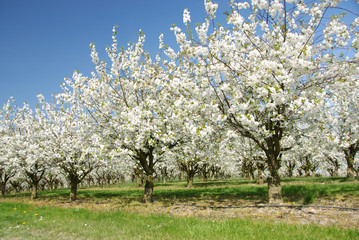 Obraz premium Kirschblüte 223
