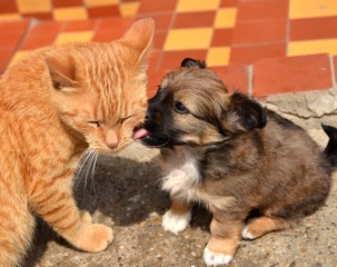 Obraz premium chat et chien jouant