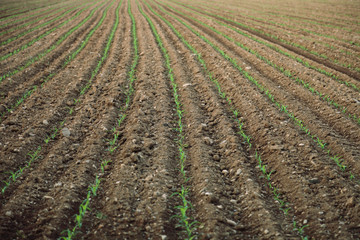 Fototapeta na wymiar soil field with corn germ