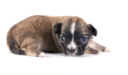 brown with black mask Chihuahua puppy close-up