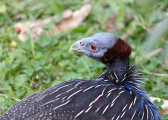 Geierperlhuhn