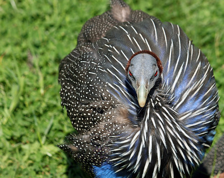 Geierperlhuhn