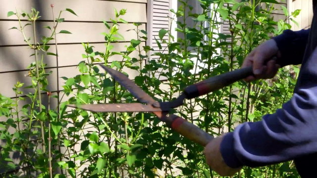 close up man trimming  bush shrub  springtime shears