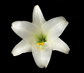 Fototapeta na wymiar Easter Lily (lilium longiflorum) Front View Isolated