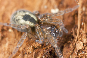 Window spider (amaurobius fenestralis)