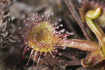 Common sundew