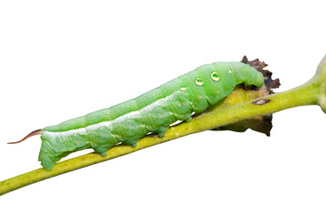 Caterpillar of hawkmoth 4