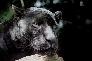 Fototapeta premium Black Jaguar