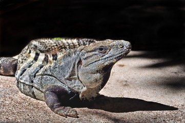 Iguana, Mexico