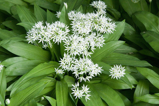 B&auml;rlauch mit Bl&uuml;ten