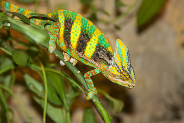 chameleon