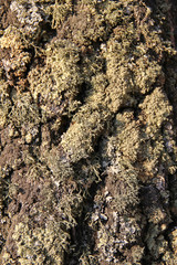 Природная текстура