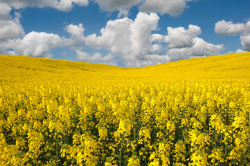 Obraz premium rapeseed flowers