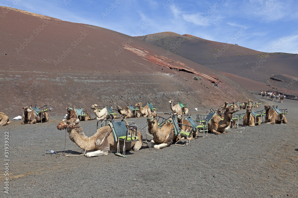 Wall mural Kamelsafari am Timanfaya National Park auf Lanzarote