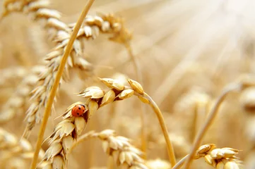 Getreide 126 © K.-U. Häßler