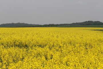 Fototapeta premium Paysage de colza