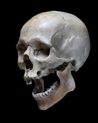 Obraz premium Human skull.