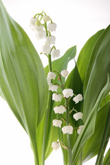 muguet sur fond blanc