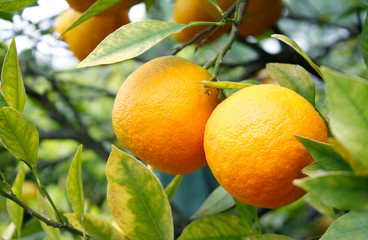 Oranges