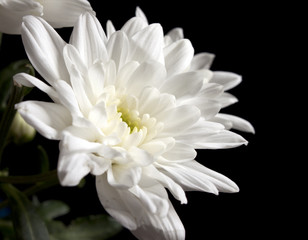 Obraz na płótnie Canvas White beautiful flowers